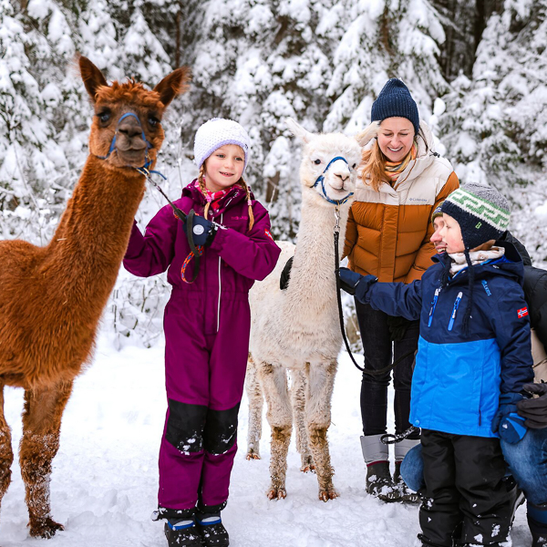 familien winterurlaub in der region seefeld alpakawanderung